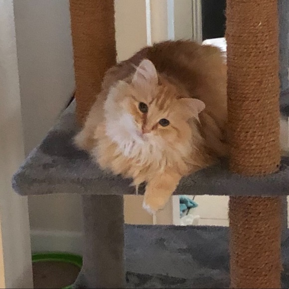 Meet your Posher, Nadia - Picture 3 of 3